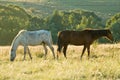 Two rustlers Horses grazing