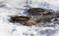 Two rusty pipes are in the snow Royalty Free Stock Photo
