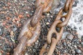 Two rusty shipping chains on the seashore Royalty Free Stock Photo