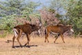 Two sable antelopes hippotragus niger walking in savanna in sunlight Royalty Free Stock Photo