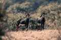 Two sable antelopes stand in grassy clearing Royalty Free Stock Photo