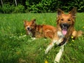 Two sable border collies