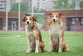 Two sable border collie dogs