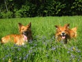 Two sable border collies