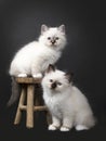 Two Sacred Birman kittens on a wooden stool Royalty Free Stock Photo