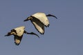 Two Sacred Ibis flying in a blue Sky in South Africa Royalty Free Stock Photo