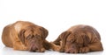 Two sad dogs Royalty Free Stock Photo