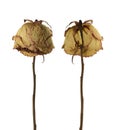 Two sad dried dead roses isolated on white background