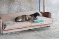 Two sad homeless dogs lie on a nasty old couch against concrete wall in an abandoned market. Royalty Free Stock Photo