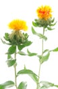 Two safflower flowers