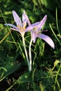 Two Saffron crocus or Crocus sativus autumn flowering perennial plants with bright light purple fully open flowers surrounded with Royalty Free Stock Photo