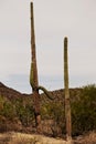 Two saguaro cacti Carnegiea gigantea against sky in Arizona desert Royalty Free Stock Photo
