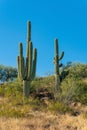 Two saguaro cactuses in their natural habitat in the sonora desert in Arizona with clear blue sky and natural shrubs