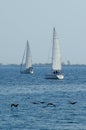 Two Sailboats & Birds