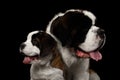 Two Saint Bernard Dog, Puppy and her Mom on Isolated Black Background Royalty Free Stock Photo