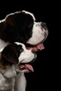 Two Saint Bernard Dog, Puppy and her Mom on Isolated Black Background Royalty Free Stock Photo