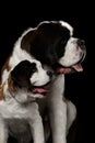 Two Saint Bernard Dog, Puppy and her Mom on Isolated Black Background Royalty Free Stock Photo