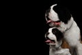 Two Saint Bernard Dog, Puppy and her Mom on Isolated Black Background Royalty Free Stock Photo