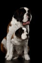 Two Saint Bernard Dog, Puppy and her Mom on Isolated Black Background Royalty Free Stock Photo