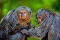 Two Saki Monkeys Royalty Free Stock Photo