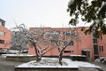 Two Sakura trees in winter with bare branches covered with snow.