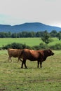 Two Salers cows Royalty Free Stock Photo