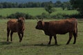 Two Salers cows Royalty Free Stock Photo