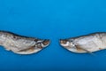 Two salty dry fish on blue background with copy space. Sabrefish Pelecus cultratus - popular beer appetizer in Russia Royalty Free Stock Photo