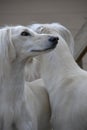 Two Saluki dogs.