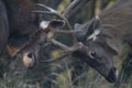 Two sambar deer fighting