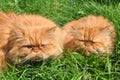 Two of the same red cat Royalty Free Stock Photo