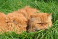 Two of the same red cat Royalty Free Stock Photo