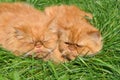 Two of the same red cat Royalty Free Stock Photo