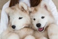 Two samoyed dogs on hands of owner Royalty Free Stock Photo