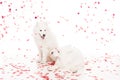 two samoyed dogs under falling heart shaped confetti on white, valentines day concept