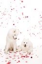 two samoyed dogs under falling heart shaped confetti on white, valentines day concept