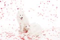 two samoyed dogs under falling heart shaped confetti on white, valentines