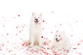 two samoyed dogs under falling heart shaped confetti on white, valentines