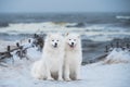 Two Samoyed white dogs are on snow sea beach in Latvia Royalty Free Stock Photo