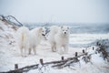 Two Samoyed white dogs are on snow sea beach in Latvia Royalty Free Stock Photo