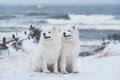 Two Samoyed white dogs are on snow sea beach in Latvia Royalty Free Stock Photo