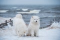 Two Samoyed white dogs are on snow sea beach in Latvia Royalty Free Stock Photo