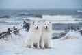 Two Samoyed white dogs are on snow sea beach in Latvia Royalty Free Stock Photo