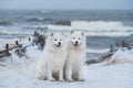 Two Samoyed white dogs are on snow sea beach in Latvia Royalty Free Stock Photo