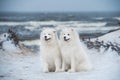 Two Samoyed white dogs are on snow sea beach in Latvia Royalty Free Stock Photo