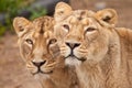 Two samui lions, lionesses girlfriend  next to each other are a symbol of female friendship and love Royalty Free Stock Photo