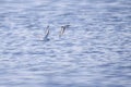 Two Sanderling Sandpipers Flying Over Lake