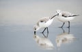 Two Sanderling sandpipers shore bird on the Hilton Head Island Beach