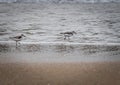 Two Sanderlings dash about at waters edge on Wrightsville Beach