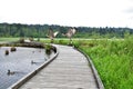 Two sandhill cranes dancing on the pier. Royalty Free Stock Photo